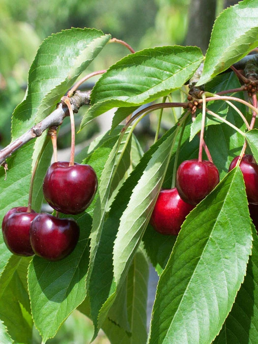 Süßkirsche Regina 1 Süßkirsche Regina