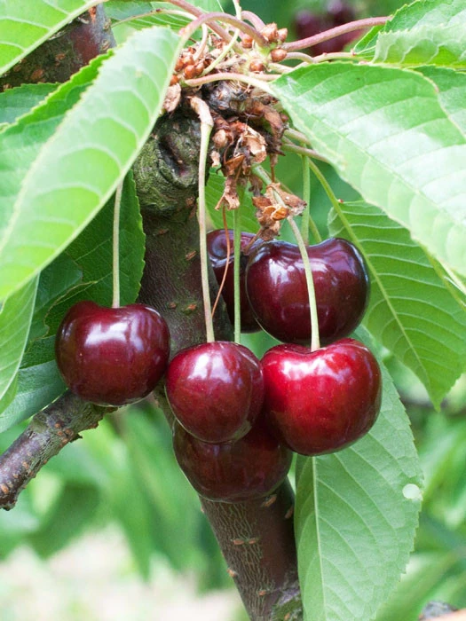 Süßkirsche 'Schneiders Späte Knorpelkirsche' 1 Süßkirsche 'Schneiders Späte Knorpelkirsche'