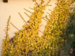 Hydrangea Petiolaris, Kletterhortensie -Gartenpflanzen Lieferungen kletterhortensie 1280x1280