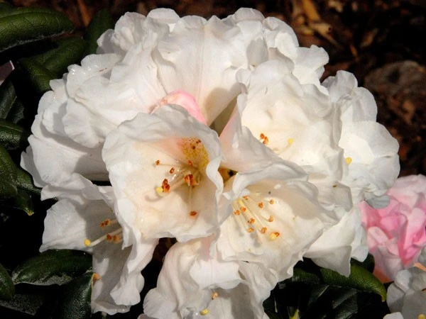Rhododendron Koichiro Wada 2 Rhododendron Koichiro Wada – Bild 2