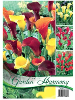 Kollektion Calla In Orange Und Gelb (Art.Nr. 522618)