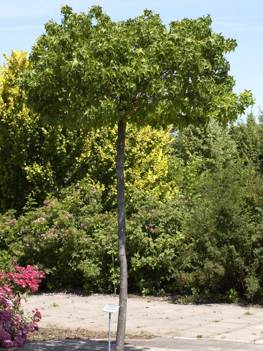 Liquidambar Styraciflua Gumball, Kugel-Amberbaum - Hochstamm 1 Liquidambar Styraciflua Gumball, Kugel-Amberbaum - Hochstamm