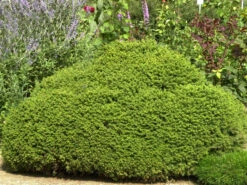 Picea Abies 'Little Gem', Kugel-Fichte, Kissen-Fichte -Gartenpflanzen Lieferungen kugel fichte little gem 1280x1280