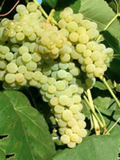 Kernlose Tafeltraube Romulus