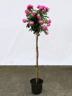 Rosen-Stämmchen Leonardo Da Vinci ® - Meilland 5 Rosen-Stämmchen Leonardo Da Vinci ® - Meilland -Gartenpflanzen Lieferungen leonardo da vinci stamm 1280x1280