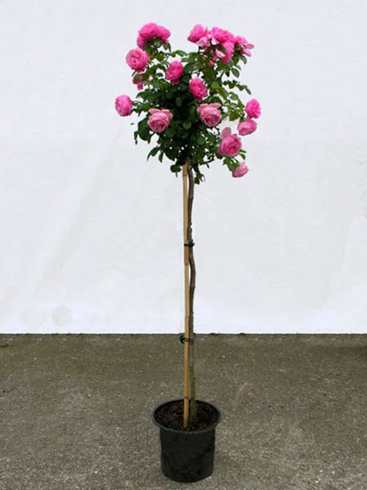 Rosen-Stämmchen Leonardo Da Vinci ® - Meilland 3 Rosen-Stämmchen Leonardo Da Vinci ® - Meilland – Bild 3