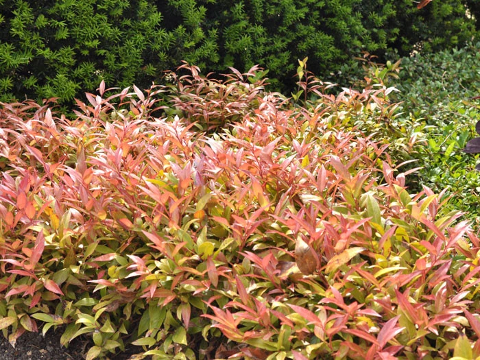 Leucothoe Walteri 'Scarletta' ®, Traubenheide, Traubenmyrte 2 Leucothoe Walteri 'Scarletta' ®, Traubenheide, Traubenmyrte – Bild 2