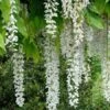 Wisteria Floribunda 'Longissima Alba', Blauregen