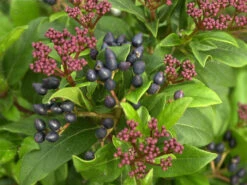 Viburnum Tinus, Lorbeer-Schneeball 5 Viburnum Tinus, Lorbeer-Schneeball -Gartenpflanzen Lieferungen lorbeer schneeball 1280x1280