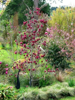 Magnolia 'Genie', Magnolien-Hybride -Gartenpflanzen Lieferungen magnolia genie pflanze 1280x1280