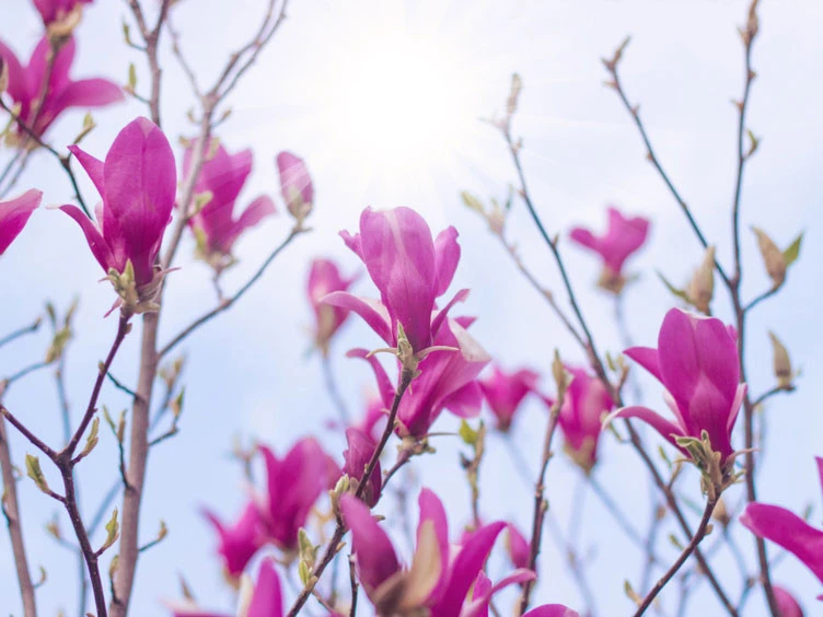 Magnolia Vulcan, Magnolie 2 Magnolia Vulcan, Magnolie – Bild 2