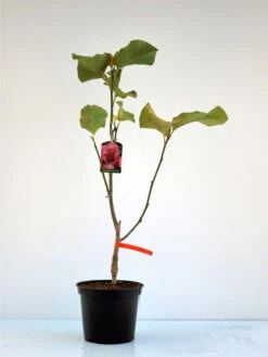 Magnolia Vulcan, Magnolie 5 Magnolia Vulcan, Magnolie -Gartenpflanzen Lieferungen magnolia vulcan 1280x1280