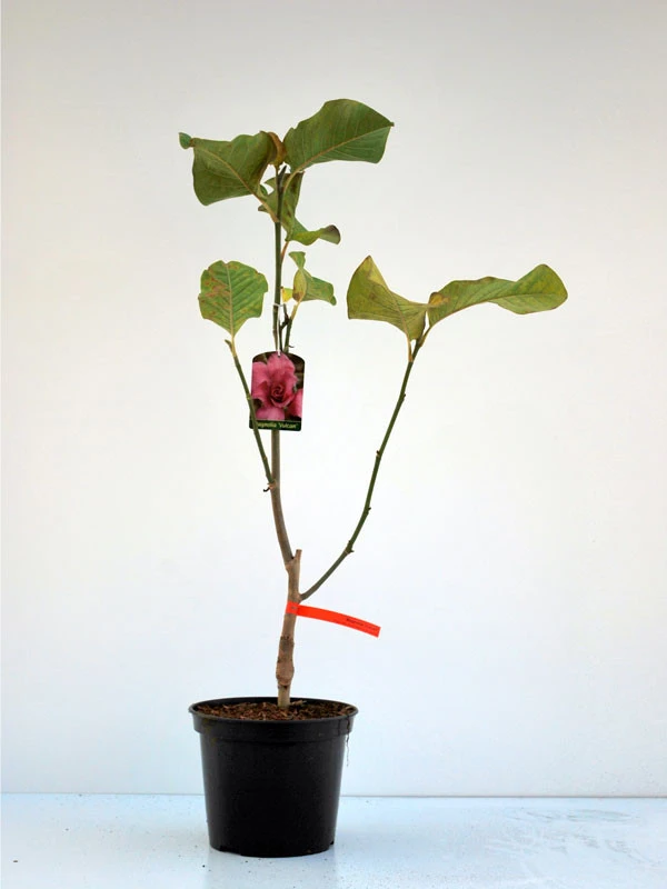 Magnolia Vulcan, Magnolie 3 Magnolia Vulcan, Magnolie – Bild 3