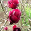 Magnolia 'Genie', Magnolien-Hybride