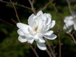 Magnolia Loebneri 'Wildcat', Magnolie -Gartenpflanzen Lieferungen magnolie wildcat 1280x1280