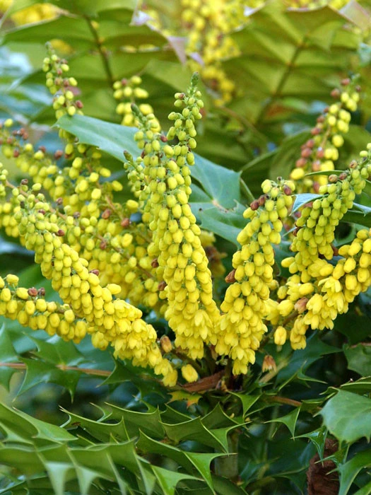 Mahonia Media 'Winter Sun', Mahonie 1 Mahonia Media 'Winter Sun', Mahonie