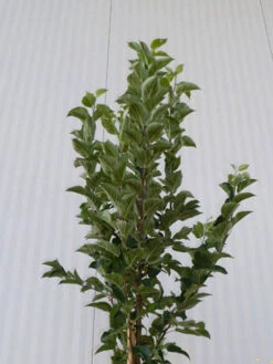 Malus Evereste, Zierapfel - Hochstamm -Gartenpflanzen Lieferungen malus evereste krone55599d089afb8 1280x1280