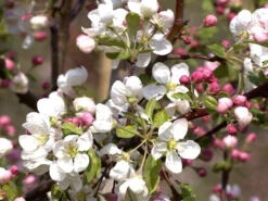 Zierapfel 'Evereste' 5 Zierapfel 'Evereste' -Gartenpflanzen Lieferungen malus evereste 1280x1280