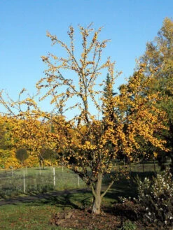 Malus 'Golden Hornet', Gelber Zierapfel 5 Malus 'Golden Hornet', Gelber Zierapfel -Gartenpflanzen Lieferungen malus golden hornet 1280x1280