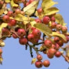 Malus 'Red Sentinel', Zierapfel