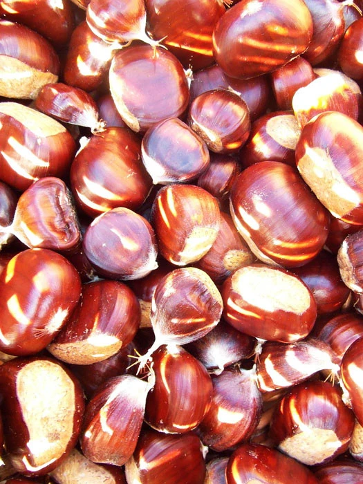 Esskastanie/Marone 'Marigoule' 1 Esskastanie/Marone 'Marigoule'