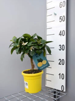 Zitronenbaum 'Meyerzitrone' - Lemon Time® -Gartenpflanzen Lieferungen meyer zitrone klein 1 1280x1280