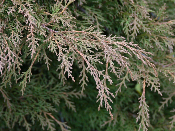 Microbiota Decussata, Fächer-Wacholder 2 Microbiota Decussata, Fächer-Wacholder – Bild 2