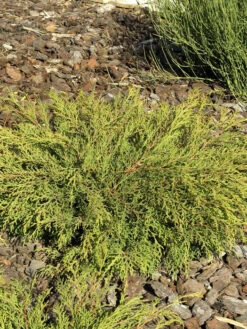 Microbiota Decussata, Fächer-Wacholder