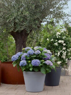 Pflanzkübel Napoli 5 Pflanzkübel Napoli -Gartenpflanzen Lieferungen napoli stimmung 1280x1280