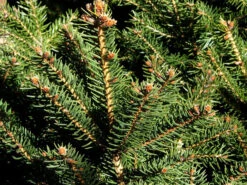 Gartenpflanzen Lieferungen -Gartenpflanzen Lieferungen nest fichte 1280x1280