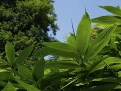 Sasa Palmata 'Nebulosa', Niedriger Großblattbambus 7 Sasa Palmata 'Nebulosa', Niedriger Großblattbambus -Gartenpflanzen Lieferungen niedriger grossblattbambus 1280x1280