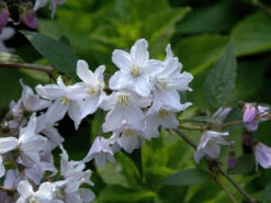 Deutzia Rosea, Niedriger Maiblumenstrauch 9 Deutzia Rosea, Niedriger Maiblumenstrauch -Gartenpflanzen Lieferungen niedriger maiblumenstrauch61a4d02bbae13 1280x1280