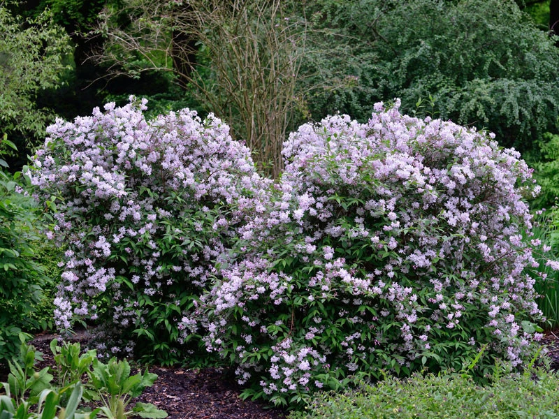 Deutzia Rosea, Niedriger Maiblumenstrauch 2 Deutzia Rosea, Niedriger Maiblumenstrauch – Bild 2