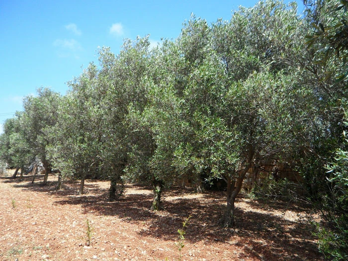 Olea Europaea, Olive 5 Olea Europaea, Olive – Bild 5