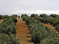 Olea Europaea, Olive 8 Olea Europaea, Olive -Gartenpflanzen Lieferungen olivenfeld5c1ca8686a87b 1280x1280