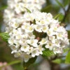 Viburnum Burkwoodii, Oster-Schneeball