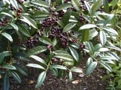 Prunus Laurocerasus 'Otto Luyken', Kirschlorbeer -Gartenpflanzen Lieferungen otto luyken beeren 1280x1280