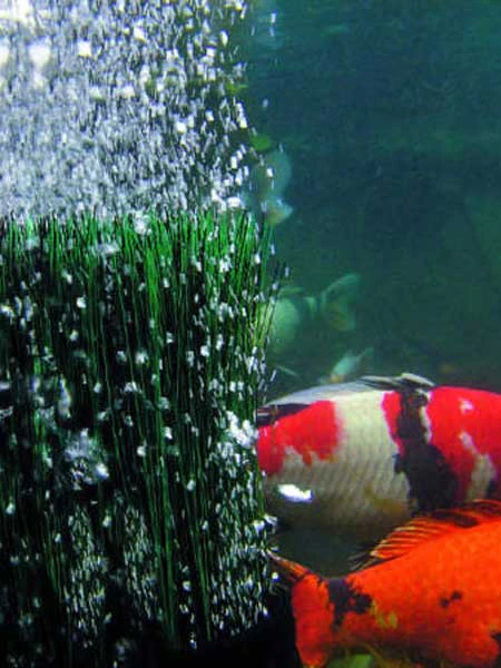 OxyTex 1000 CWS Von OASE (Art.Nr. 50290) 2 OxyTex 1000 CWS Von OASE (Art.Nr. 50290) – Bild 2