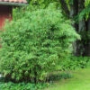 Fargesia Murielae 'Panda', Schirmbambus