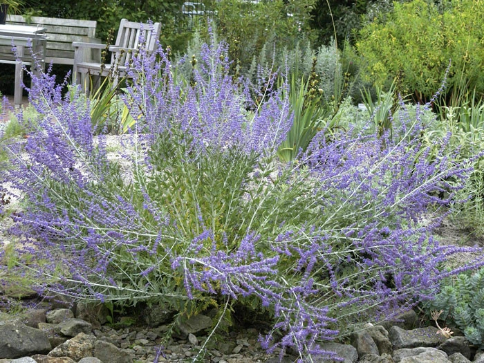 Perovskia Abrotanoides, Blauraute, Silberstrauch 2 Perovskia Abrotanoides, Blauraute, Silberstrauch – Bild 2