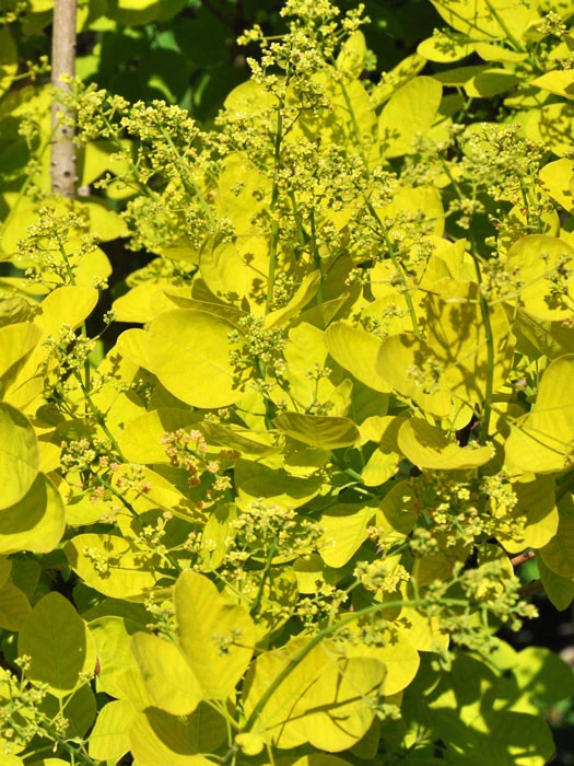Cotinus Coggygria 'Golden Spirit' 1 Cotinus Coggygria 'Golden Spirit'