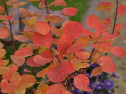 Cotinus Coggygria 'Golden Spirit' 5 Cotinus Coggygria 'Golden Spirit' -Gartenpflanzen Lieferungen perueckenstrauch herbst55599f31e64bf 1280x1280