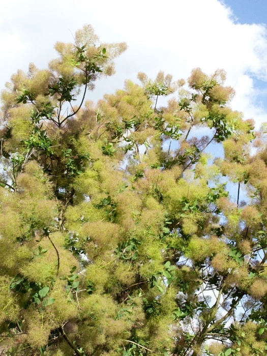 Cotinus Coggygria 'Young Lady'® 2 Cotinus Coggygria 'Young Lady'® – Bild 2