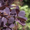 Cotinus Coggygria 'Royal Purple'