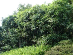 Pseudosasa Japonica, Pfeil-Bambus 6 Pseudosasa Japonica, Pfeil-Bambus -Gartenpflanzen Lieferungen pfeilbambus55599d9ea7d6f 1280x1280