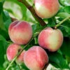 Pfirsich Früher Roter Ingelheimer