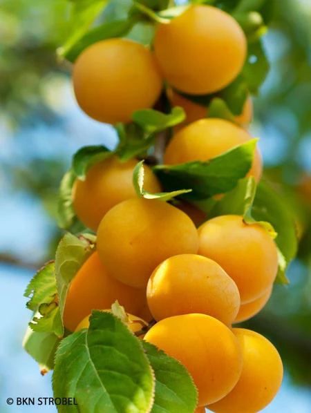 Pfirsich-Aprikose - Pfirsicose® 1 Pfirsich-Aprikose - Pfirsicose®