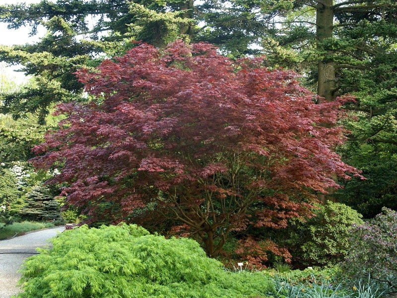 Acer Palmatum 'Bloodgood', Dunkelroter Fächerahorn 1 Acer Palmatum 'Bloodgood', Dunkelroter Fächerahorn