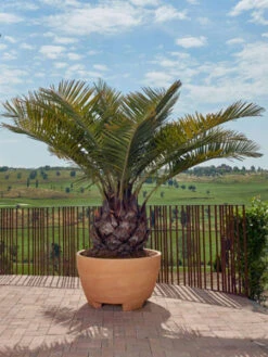 Pflanzkübel Megalos - XXL-Produkt -Gartenpflanzen Lieferungen pflanzkuebel megalos 1280x1280