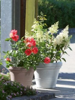 Pflanzkübel Milano 7 Pflanzkübel Milano -Gartenpflanzen Lieferungen pflanzkuebel milano stim 2 1280x1280